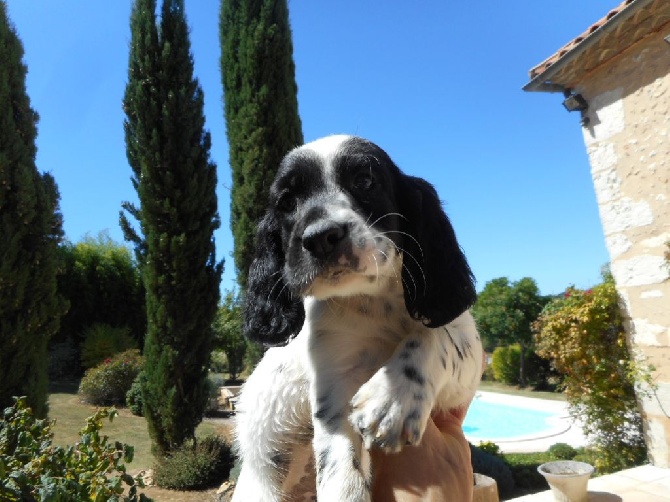 De La Vallée De Champlebout - Chiot Mâle Setter Anglais Bluebelton