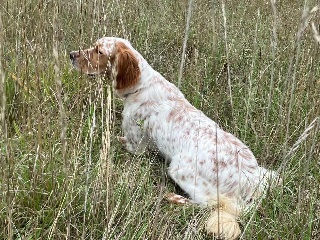 Uña Du Long Bec D'enchanet