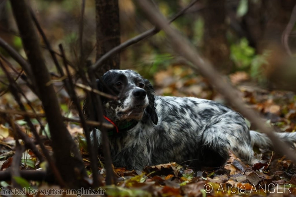 Lithuanie Bécasse 2025