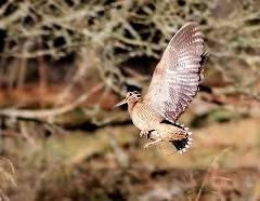 Snoope du Long Bec Enchanet CACT couple bécasse Huelgoat 2025