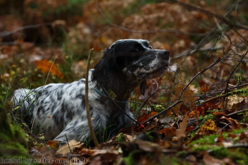 Snoope du Long Bec Enchanet Championne Gibier Sauvage