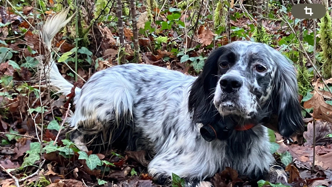 Snoope du Long Bec Enchanet CACT couple bécasse Huelgoat 2025