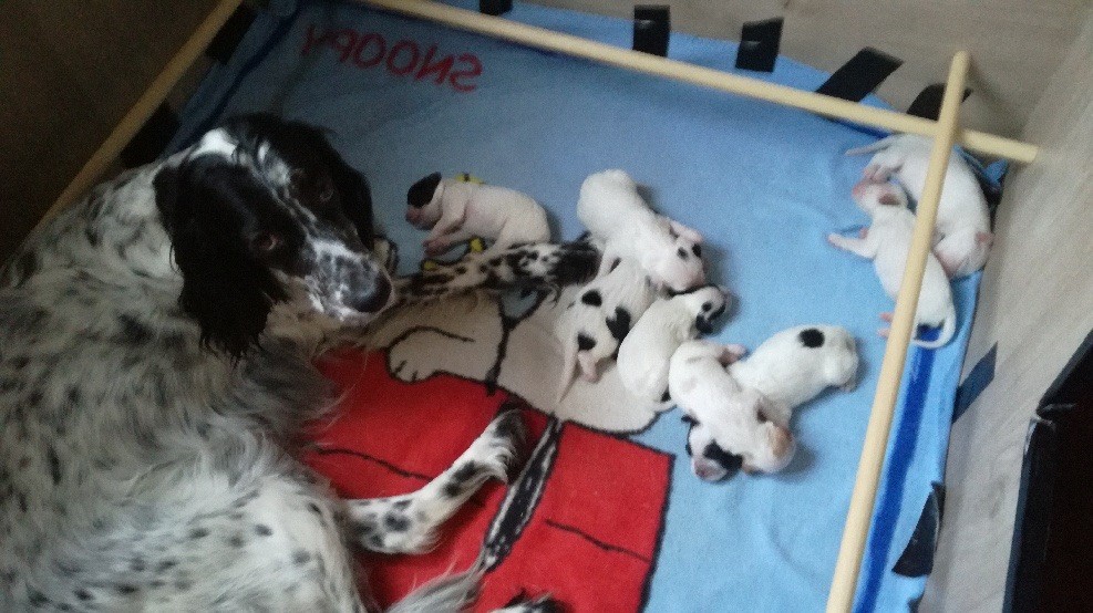 De La Vallée De Champlebout - Naissance chiots Todjo du LBDE x Raya du CDL