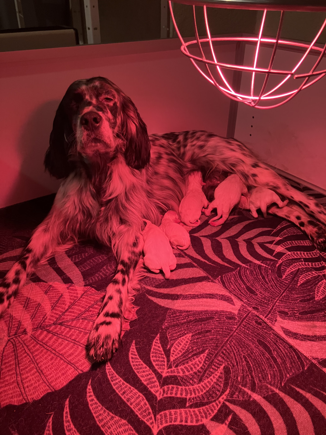 De La Vallée De Champlebout - Setter Anglais - Portée née le 29/01/2026