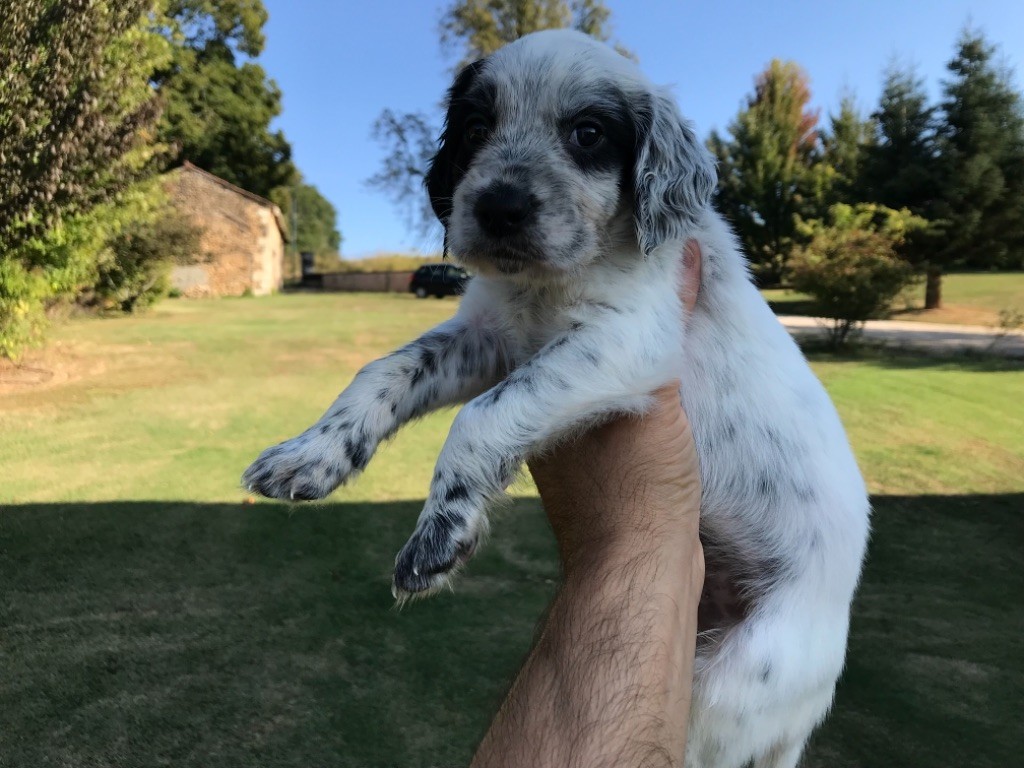 De La Vallée De Champlebout - Setter Anglais - Portée née le 29/07/2018